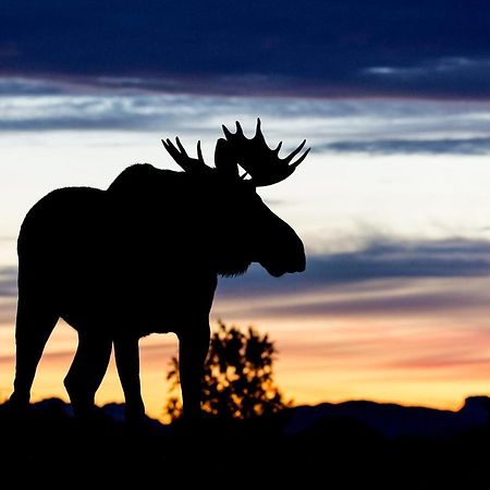 Wildlife Panorama Lofoten Bostad Bagian luar foto