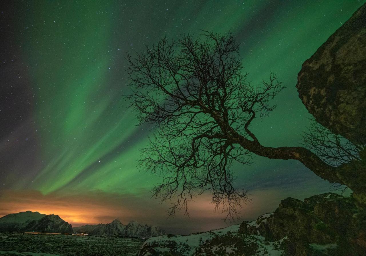 Wildlife Panorama Lofoten Bostad Bagian luar foto